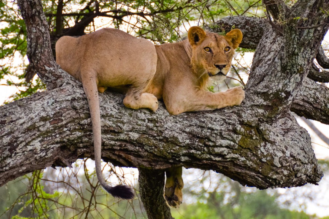 Ultimate 5-Day Tanzania Wildlife Safari